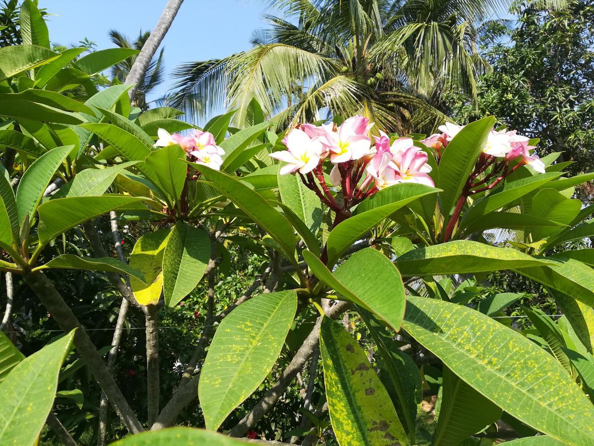 Star Beach Hotel Tangalle Buitenkant foto